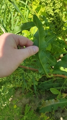 Rumex crispus