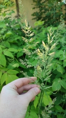 Calamagrostis epigejos