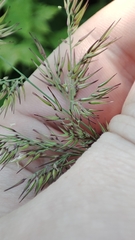 Calamagrostis epigejos