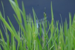 Pachydiplax longipennis