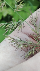 Calamagrostis epigejos