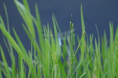 Pachydiplax longipennis
