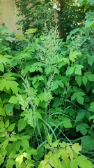 Calamagrostis epigejos