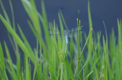 Pachydiplax longipennis