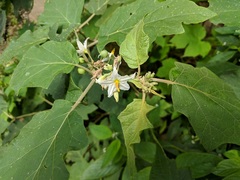Solanum rudepannum
