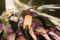 Adelphocoris vandalicus