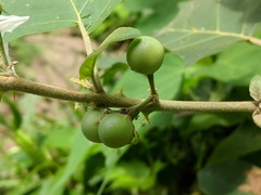 Solanum rudepannum