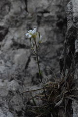 Arabis pumila
