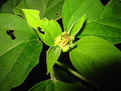 Clerodendrum trichotomum