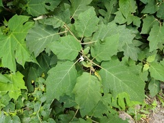 Solanum rudepannum