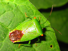 Acanthosoma labiduroides
