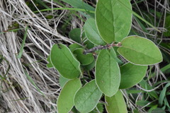 Cotoneaster tomentosus