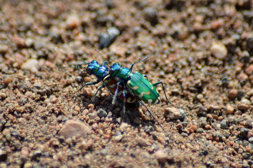 Cicindela coerulea