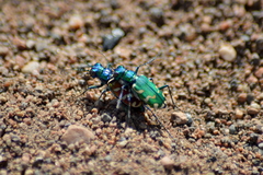 Cicindela coerulea nitida
