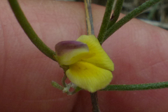 Aspalathus lebeckioides