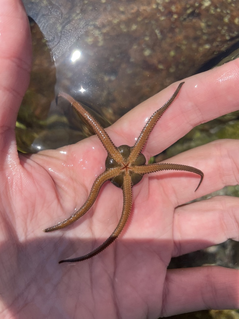Esmark's brittle star