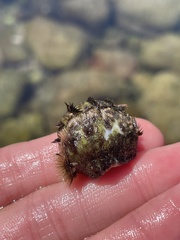 Acanthochitona