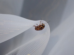 Pachybrachis hieroglyphicus