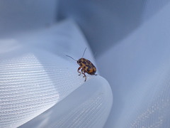 Pachybrachis hieroglyphicus