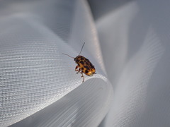 Pachybrachis hieroglyphicus