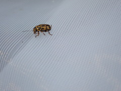 Pachybrachis hieroglyphicus