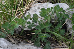Aquilegia confusa