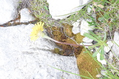 Leontodon tenuiflorus