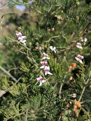 Cyphia incisa