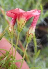 Oxalis pendulifolia