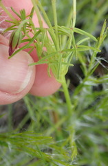 Oxalis pendulifolia