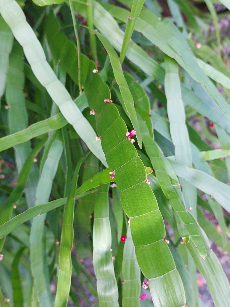 tapeworm plant from Coromandel, New Zealand on June 28, 2021 at 0118