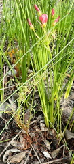 Oxalis pendulifolia