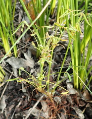 Oxalis pendulifolia