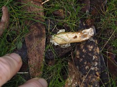 Mutinus cartilagineus