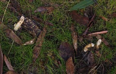 Mutinus cartilagineus