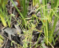 Oxalis pendulifolia
