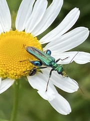 Oedemera nobilis