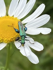 Oedemera nobilis