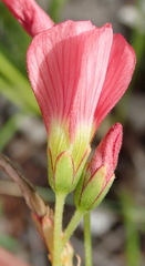 Oxalis pendulifolia