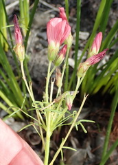 Oxalis pendulifolia