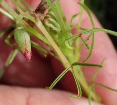 Oxalis pendulifolia