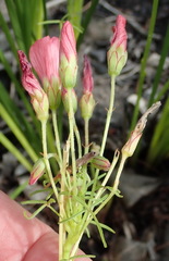Oxalis pendulifolia