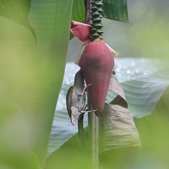 Arachnothera modesta