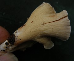 Gloeocantharellus