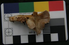 Gloeocantharellus