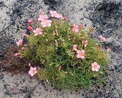 Oxalis pendulifolia