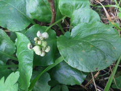 Pyrola rotundifolia