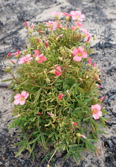 Oxalis pendulifolia