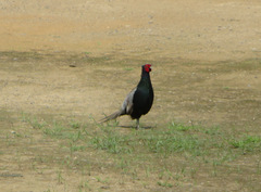 Phasianus versicolor