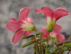 Oxalis pendulifolia